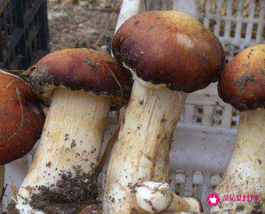 赤松茸不能与什么一起吃