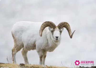 梦见羊被偷是什么意思