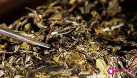 福鼎白茶饼怎么泡