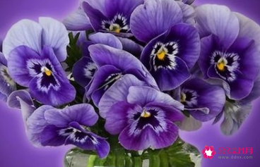 双鱼座女生适合养什么花