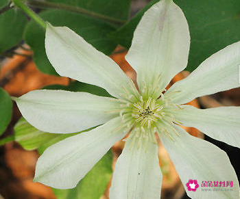 铁线莲的栽培要点