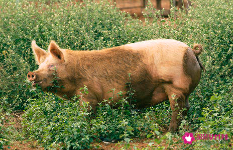 属猪的年份有哪些