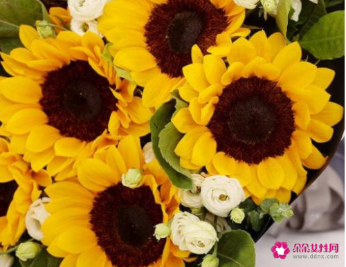 送老师送什么花好合适