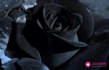 黑色玫瑰花语