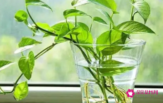 绿萝不能放房间吗