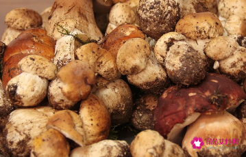 赤松茸怎么吃有营养