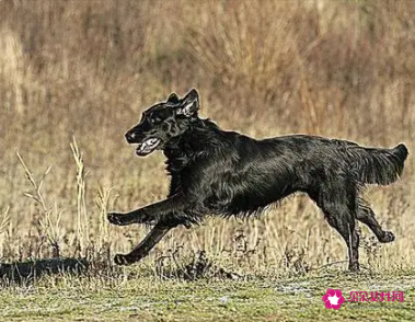 孕妇梦见黑色小狗是什么意思
