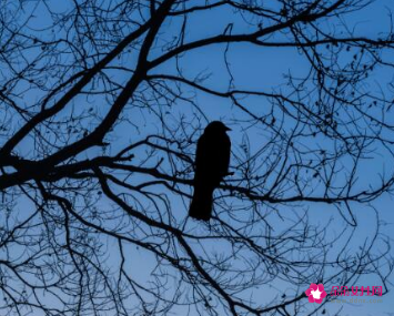 梦见乌鸦攻击自己