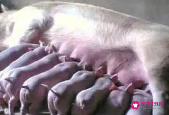 梦见母猪生死猪寓意