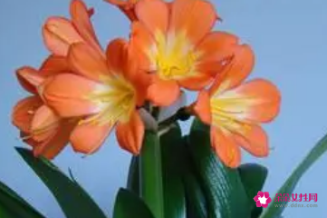 羊肖养什么花旺财