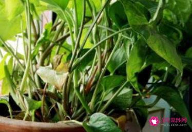 绿萝不能放房间吗