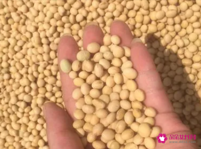 女人吃黄豆的好处黄豆的营养价值