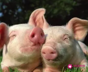 梦见母猪生死猪寓意