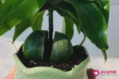 绿元宝的养殖方法和注意事项