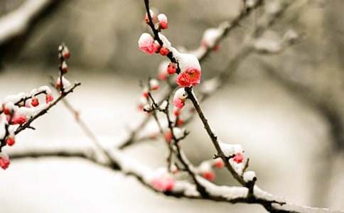 梅花老桩怎样上盆