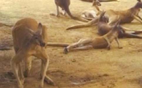 梦见袋鼠什么意思