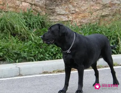 孕妇梦见黑色小狗是什么意思