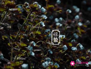 二十四节气中惊蛰是什么意思