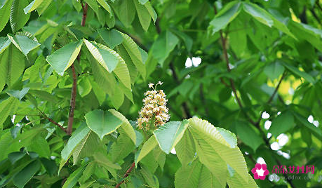 七叶树的栽培管理