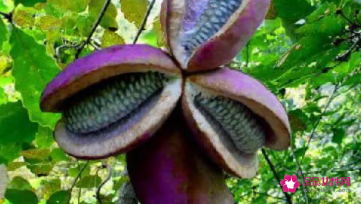 八月札的功效与作用是什么