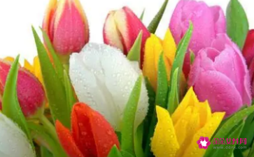 女人梦见别人家的花开了