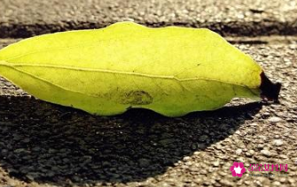 叶子的寓意和象征