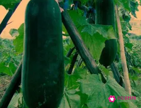 怀孕梦见冬瓜是什么意思