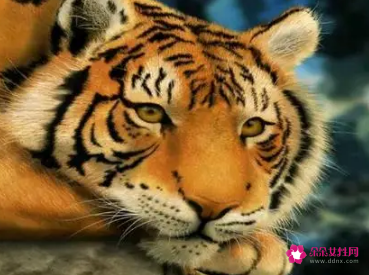 虎年什么属相运势好