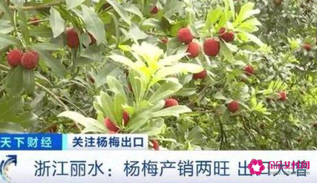 杨梅成国外高端水果，在欧洲一颗卖10元