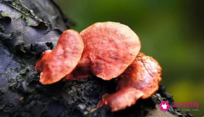 灵芝的正确吃法