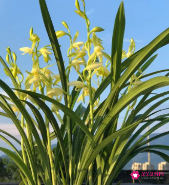 兰花开花前的征兆