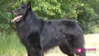 比利时牧羊犬如何训练