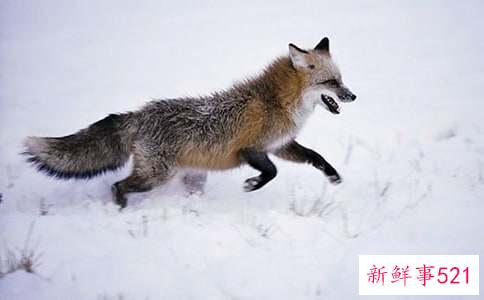 孕妇梦见狐狸什么意思