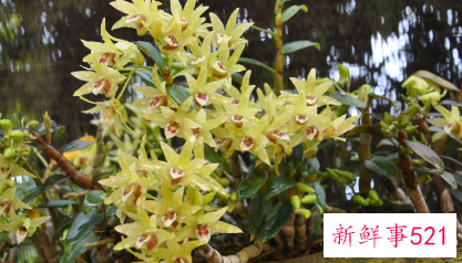 石斛花与什么一起泡水比较好