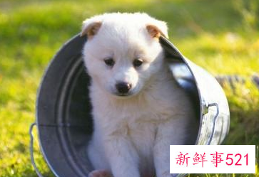 详解哪些人不适合养狗