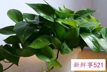 绿萝要怎么养才能爆盆