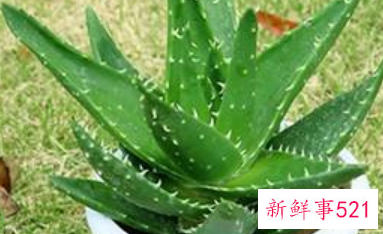 揭秘芦荟的不同成分