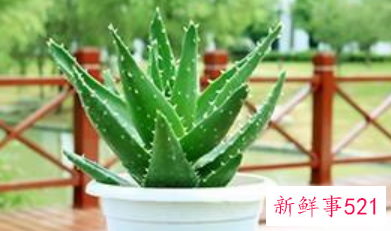 揭秘芦荟的不同成分