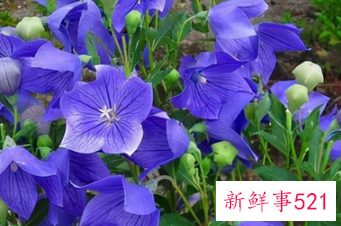 十二星座专属生辰花仙精灵王