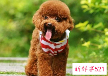 排名前十的宠物狗狗