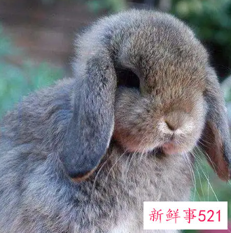 粘人又安静的小型宠物兔子