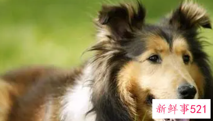 孕妇梦见大狼狗是什么意思