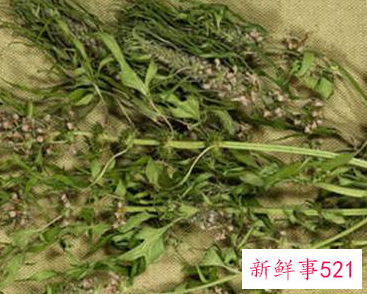 女人多久喝一次益母草