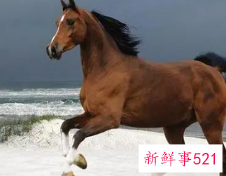 属马的出生时辰与属相命运