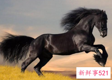 梦见马交合是什么意思