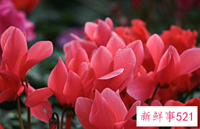 十二生肖对应的幸运植物