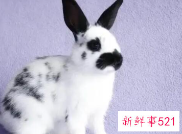 粘人又安静的小型宠物兔子