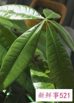 十二星座专属生辰花仙精灵王