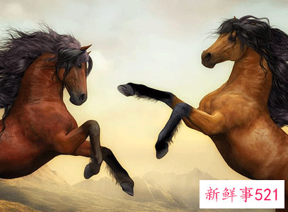 属马男人床上爱你的表现