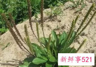 车前草的禁忌人群